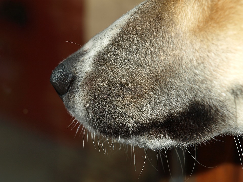 狗的鼻子,鼻子,动物