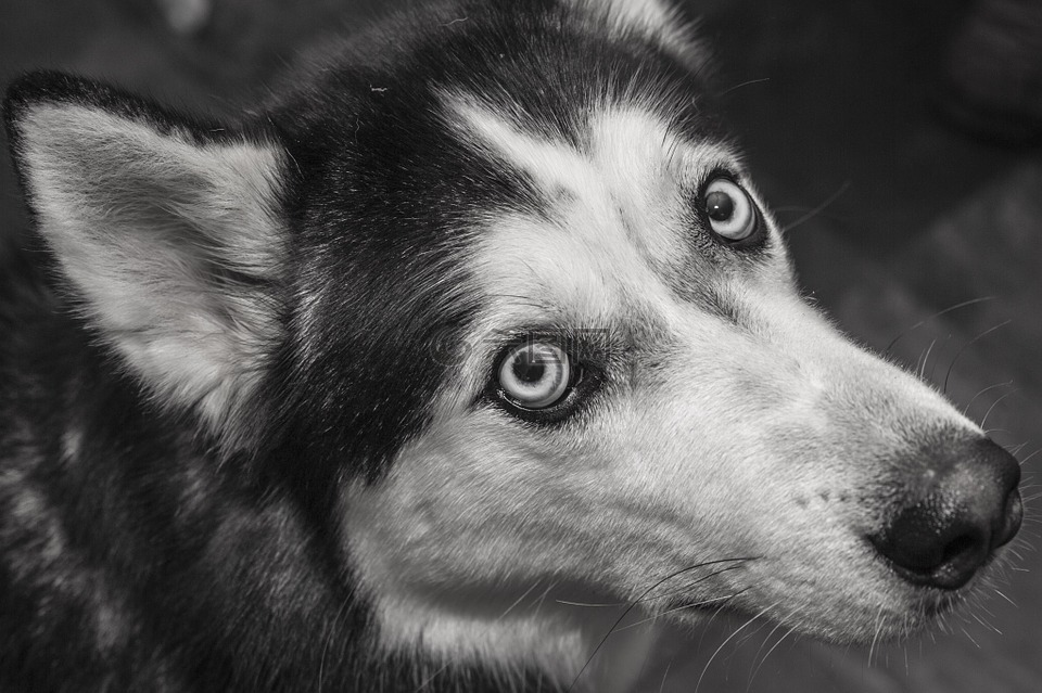 西伯利亚,西伯利亚雪橇犬,blackandwhite