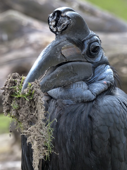 阿比西尼亚地犀鸟,鸟,bucorvus abyssinicus