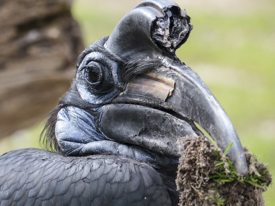 阿比西尼亚地犀鸟,鸟,bucorvus abyssinicus