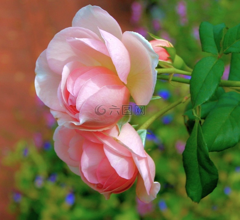 粉色玫瑰,盛开,鲜花