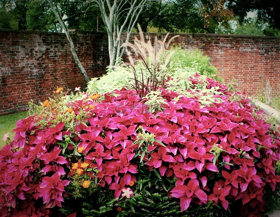 红锦紫苏,鲜花,花园