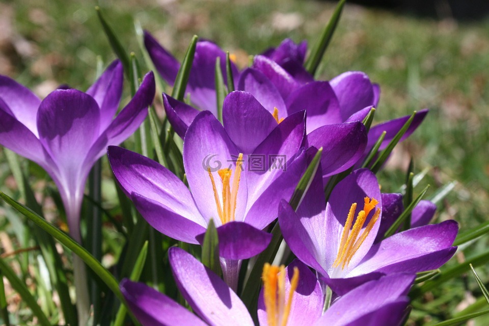 番红花,春,紫色
