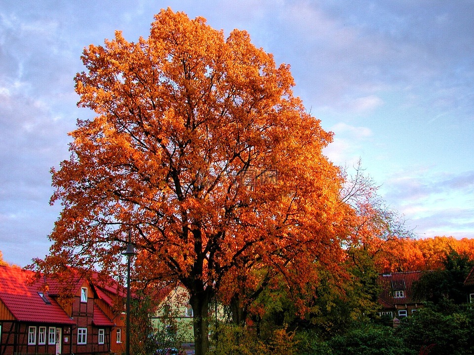 秋天一棵树,秋季,出现