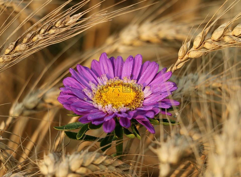 黑麦,穗状花序,花卉