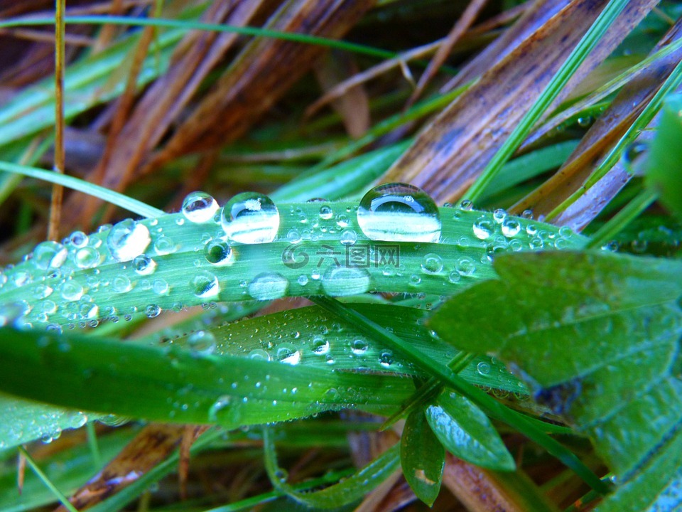 葉草,滴,一滴水