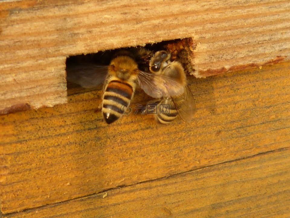 昆虫,蜜蜂,蜂箱