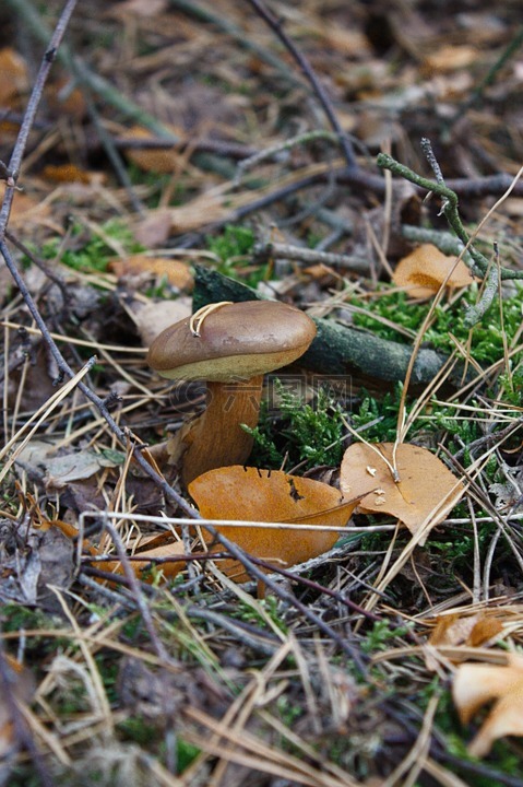 蘑菇,布朗板栗牛肝菌,森林