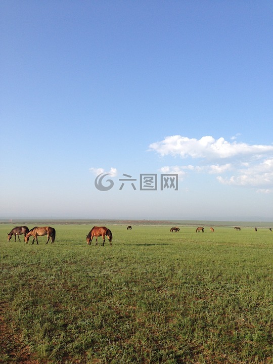 马,草原,蓝天