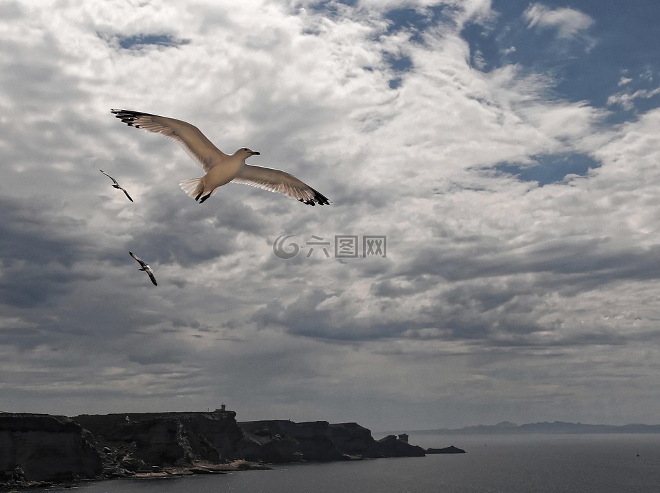 飞翔的海鸥,博尼法乔口,科西嘉