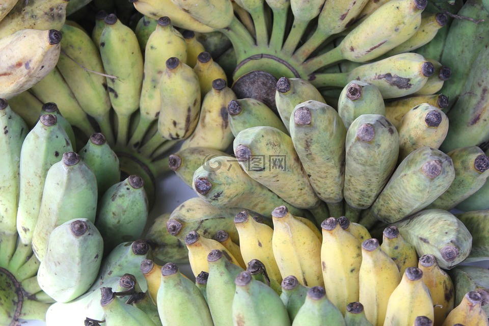 香蕉,栽培的香蕉,亚洲香蕉