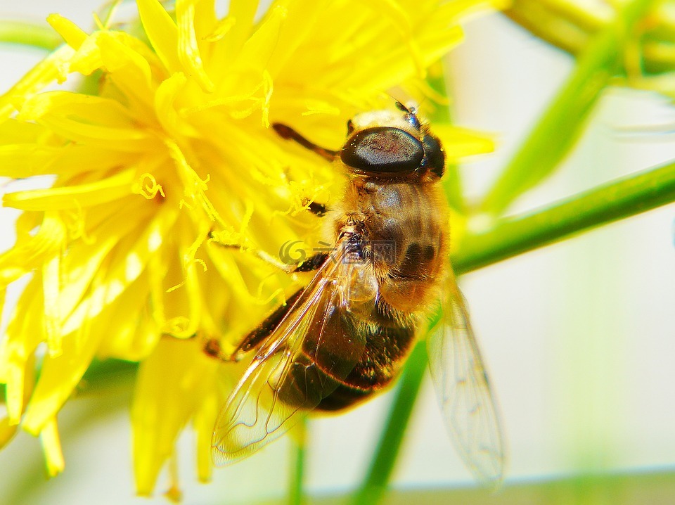 蜜蜂,hawkweed,花