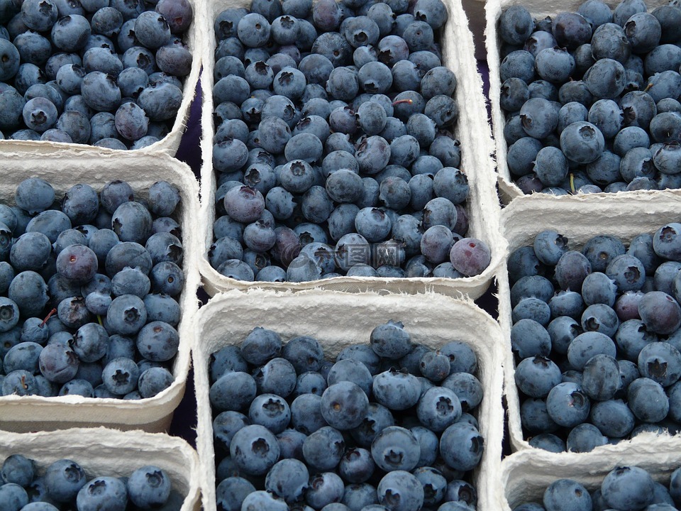 蓝莓,越桔欧洲越桔,浆果