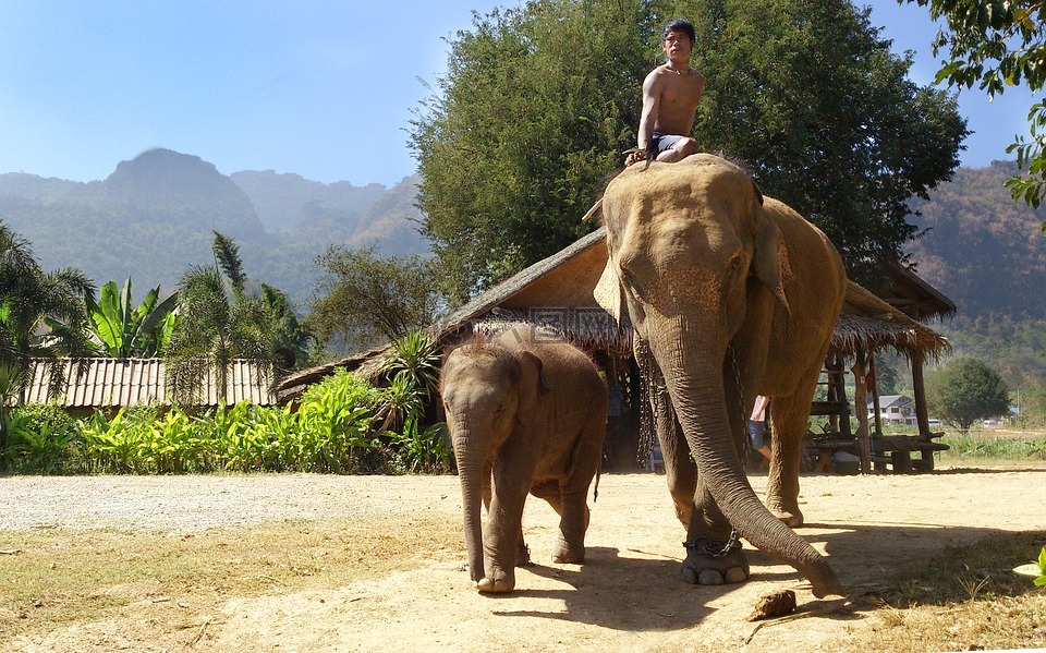 大象,泰国,旅游