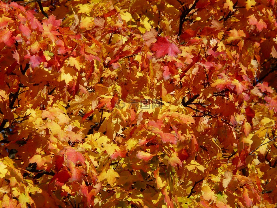 秋天一棵树,着色,红色