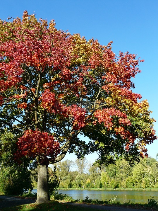 槭树,树,秋季