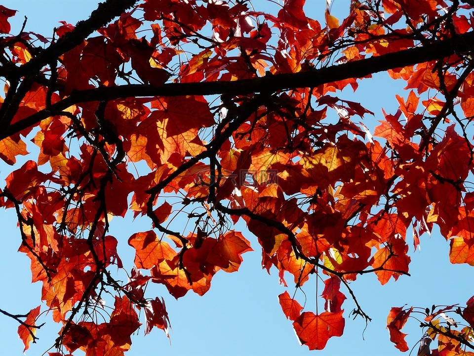 秋天的落叶,对比,颜色