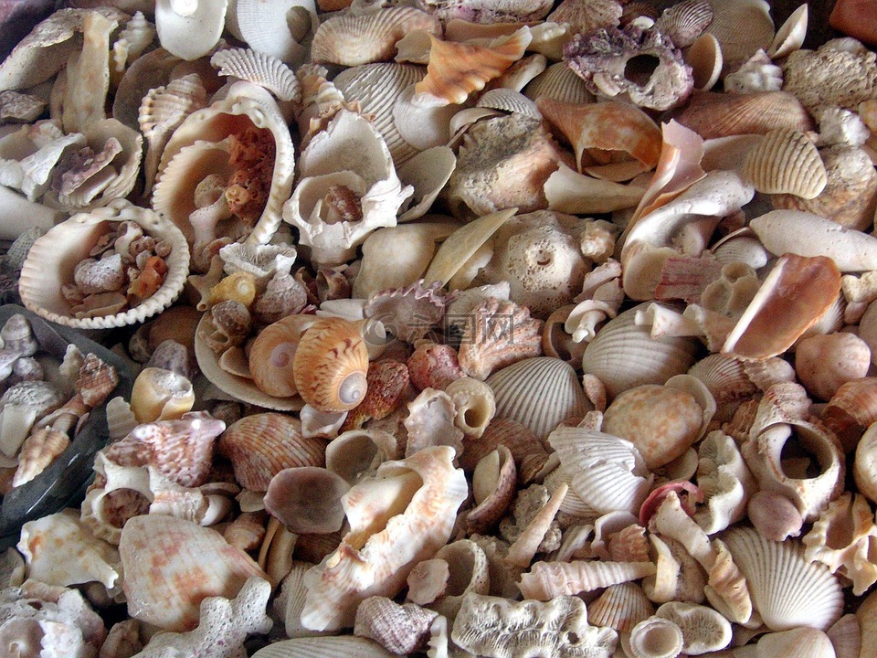 贝壳,海,海贝壳