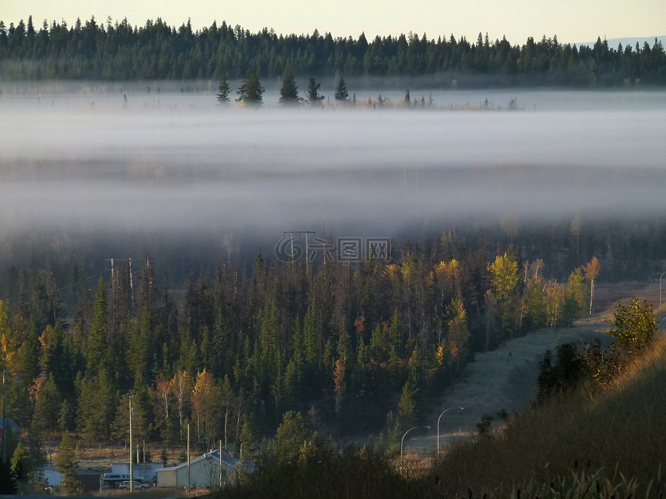 雾银行,清晨的迷雾,森林