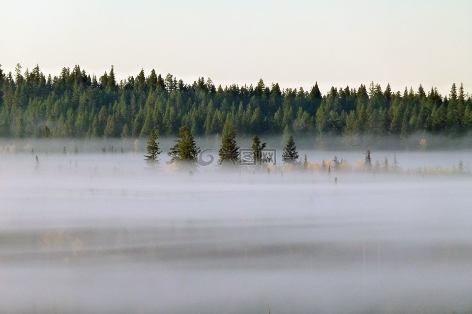 雾银行,清晨的迷雾,景观