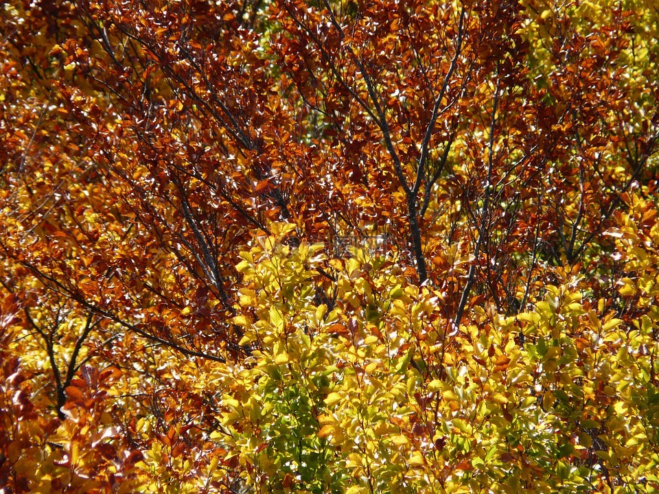 秋季森林,榉木,金色的秋天