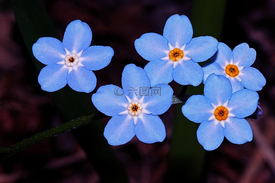 勿忘我,花,蓝色