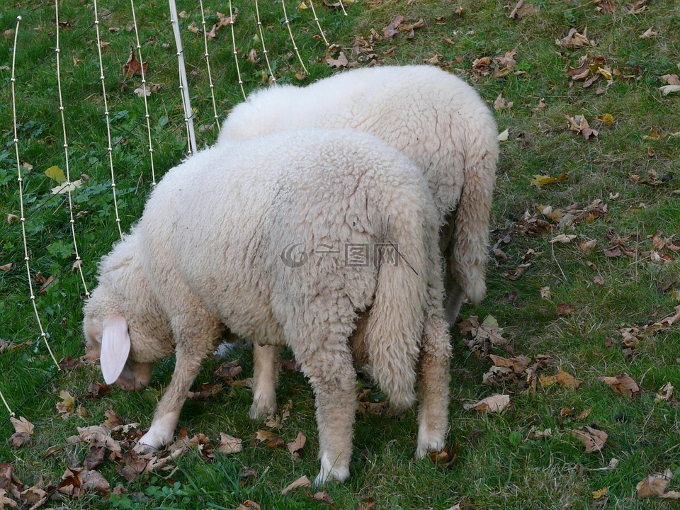 羊,牧场,动物
