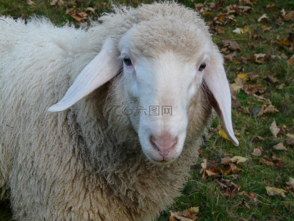 羊,羊脸,面对