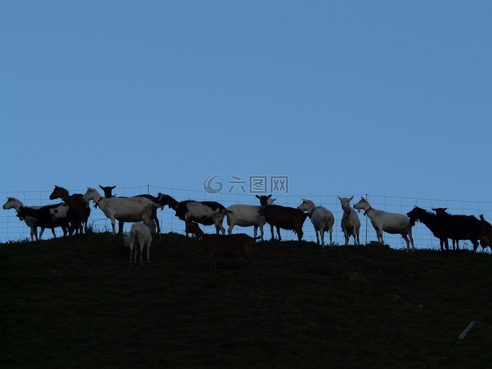 山羊,牧场,动物