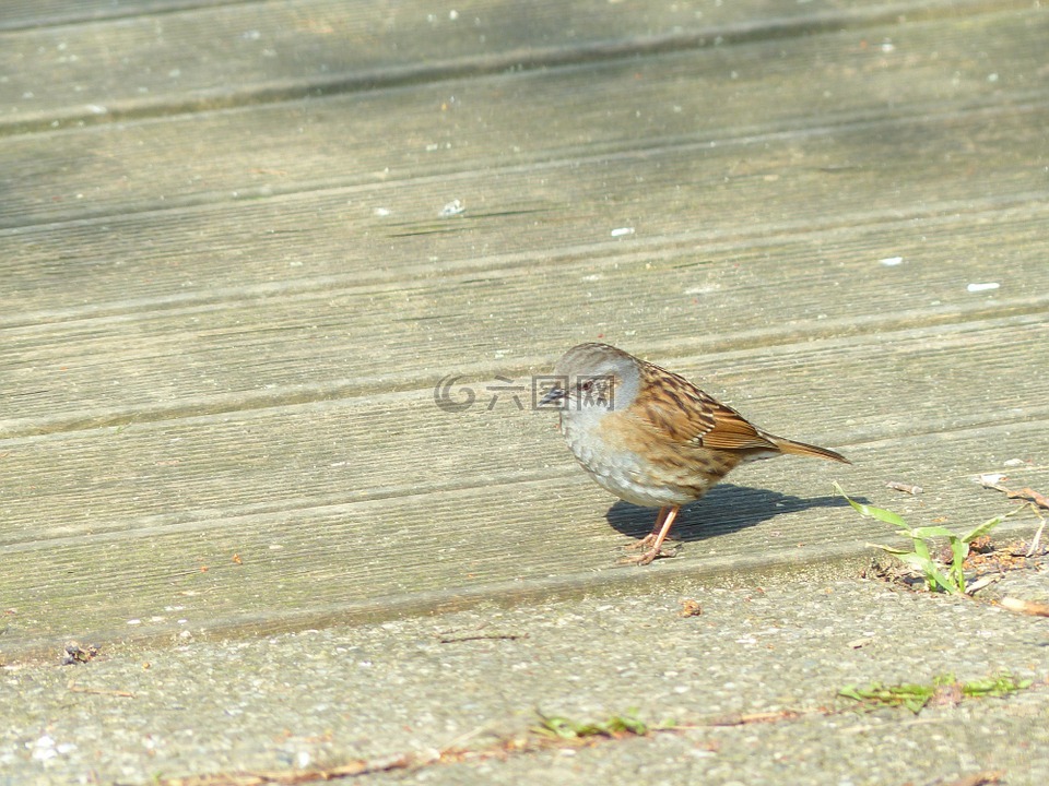 dunnock,鸟,动物