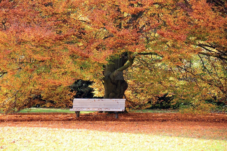 秋季,公园,叶子