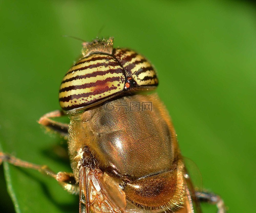 昆虫,双翅目,eristalinus