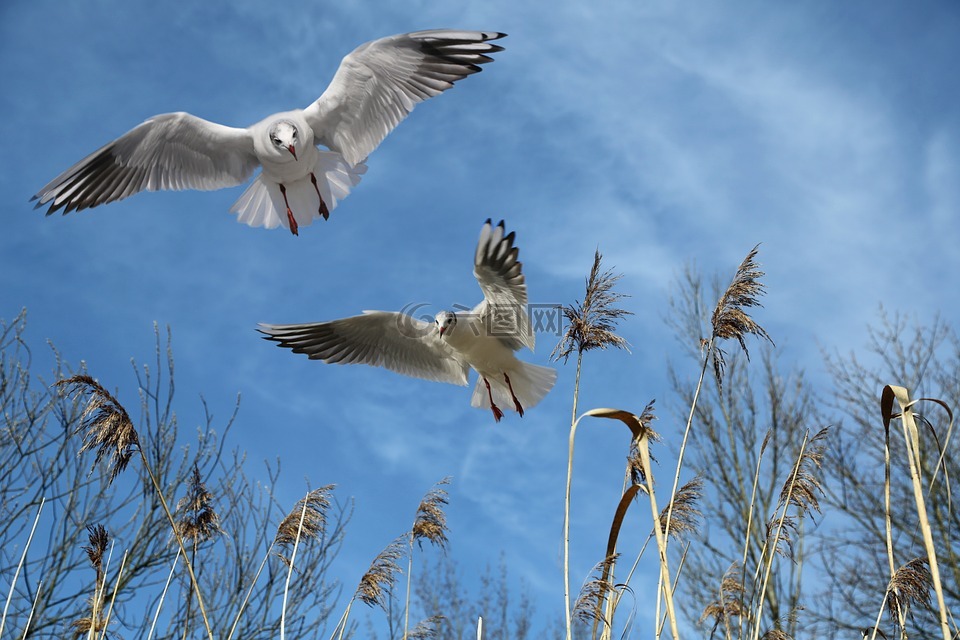 海鷗,飛,鳥