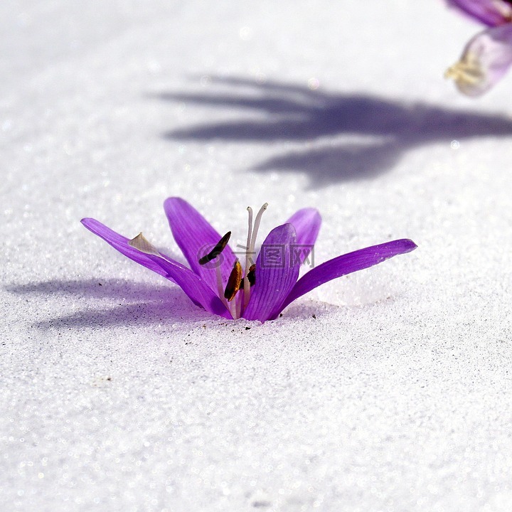 冬之花,雪,植物学