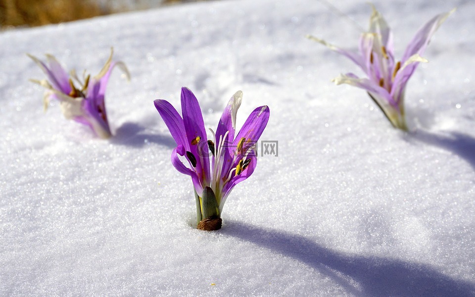 冬花 雪 植物学高清图库素材免费下载 图片编号 六图网