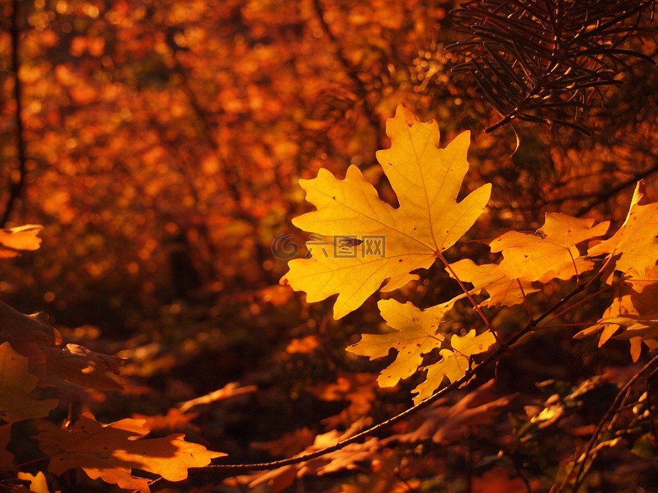 秋天,颜色,金色的秋天