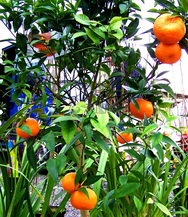 柑,柑橘丰收,水果