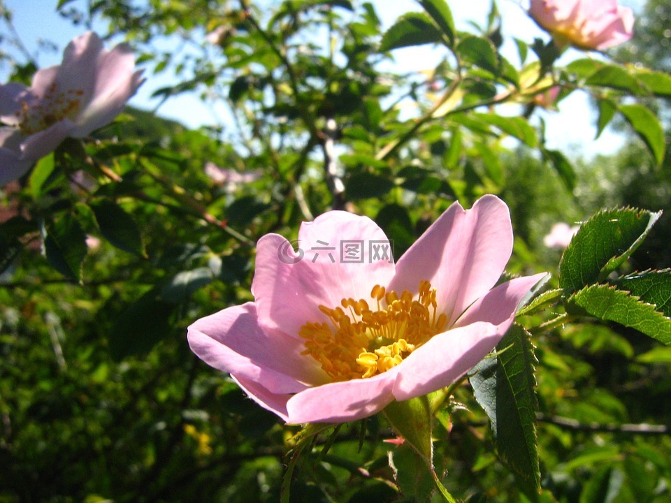 玫瑰,布莱恩 ·,csipkebogyóvirág