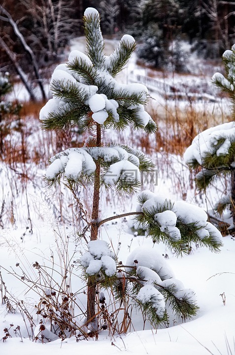 雪,松,寂寞