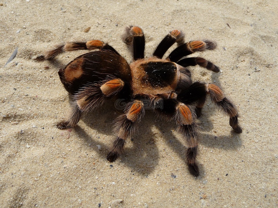 只狼蛛,狼蛛,brachypelma