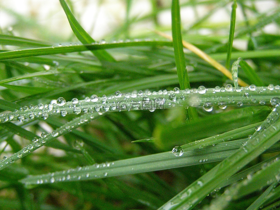 雨點雨草