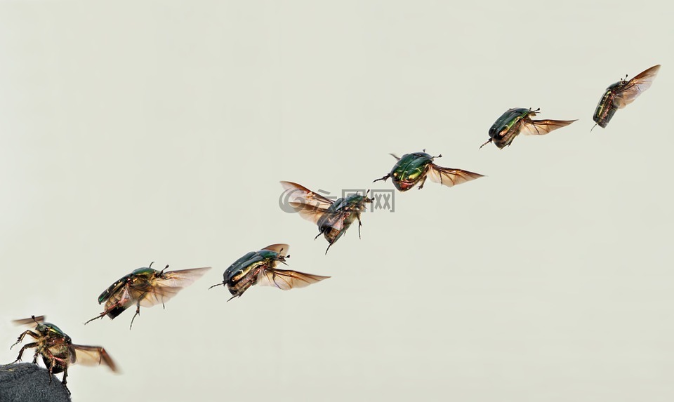闪亮的玫瑰金甲虫,甲虫,cetoniinae