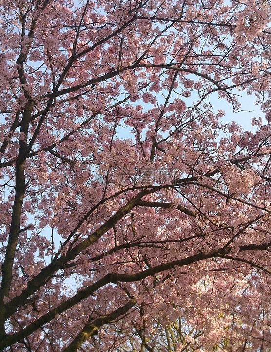 野樱桃,树,粉红色