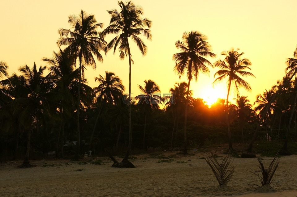 日出,棕榈树,印度