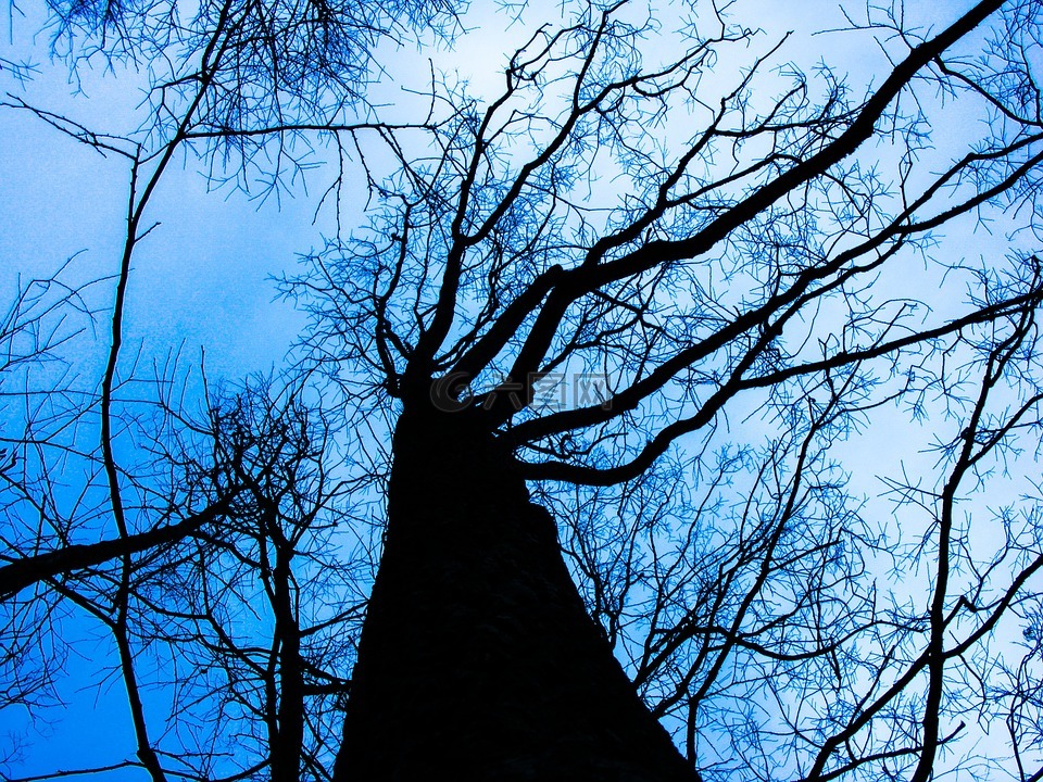 树,死亡,冬天