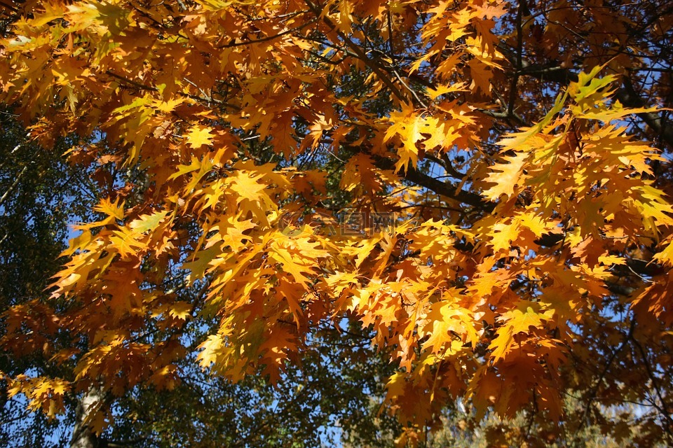 金色的秋天,叶子,秋天的落叶