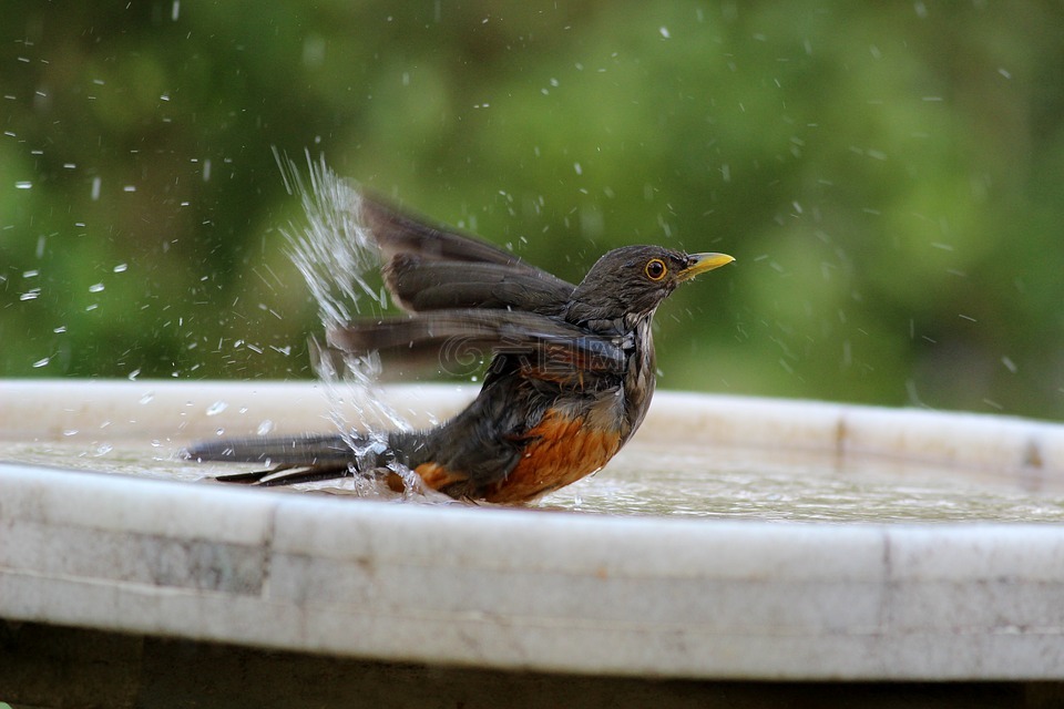 鸟,洗澡,我知道橙色
