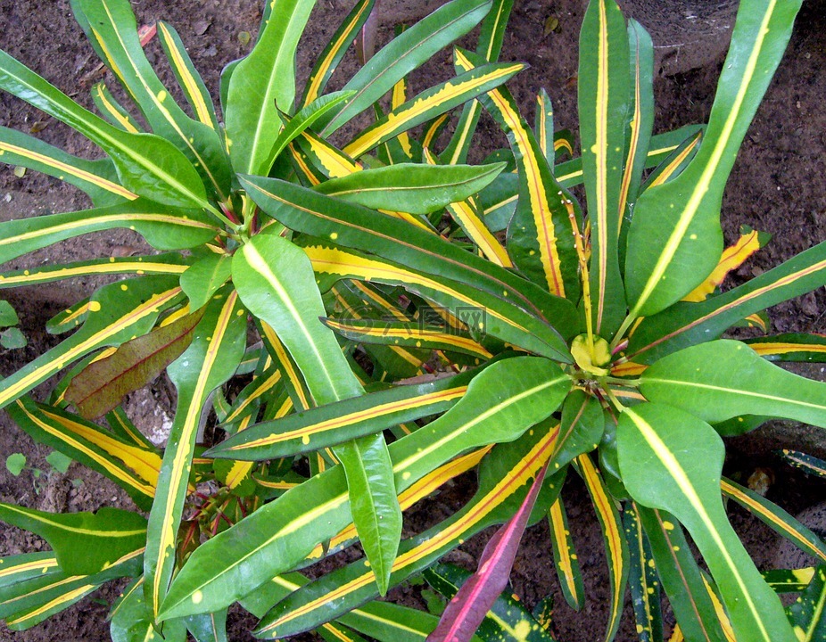 巴豆,野生,植物