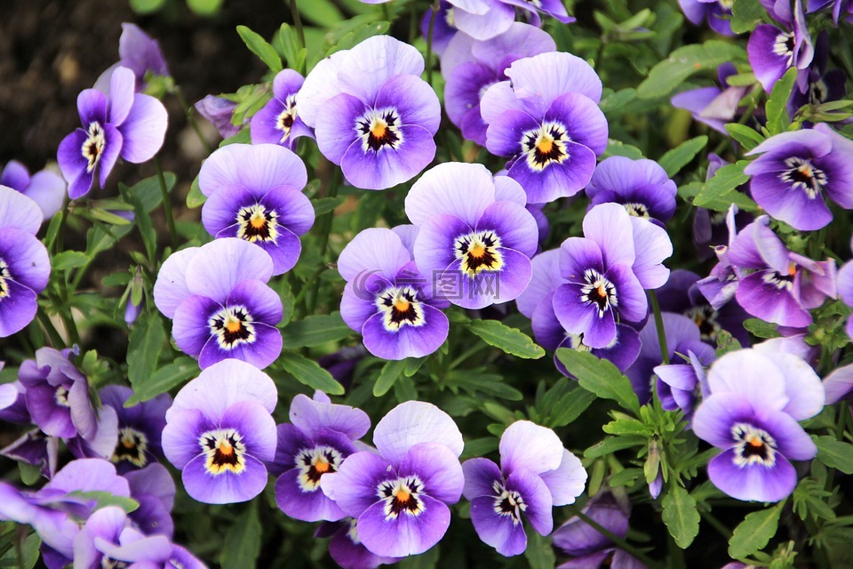 鲜花厂紫