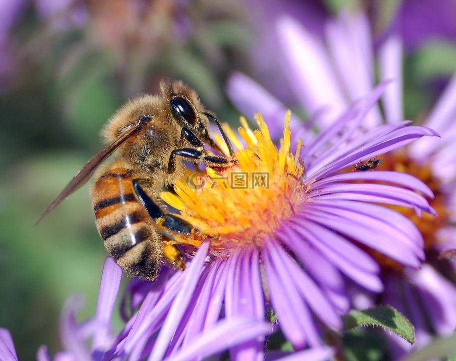 蜜蜂,昆虫,花